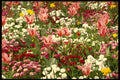 484071 Spring Flowers In Edward's Gardens, Toronto A4 Photo Print