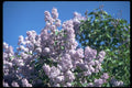 484076 Apple Blossoms, Renfrew A4 Photo Print