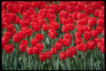 484083 Red Tulips, Ottawa A4 Photo Print
