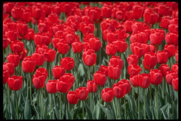 484083 Red Tulips, Ottawa A4 Photo Print
