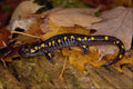 484089 Yellow spotted Salamander, Algonquin Park A4 Photo Print