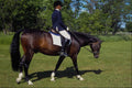 484099 Dressage, Brighton A4 Photo Print