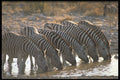 485000 Burchell's Zebra, Africa A4 Photo Print