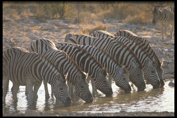 485000 Burchell's Zebra, Africa A4 Photo Print