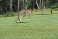 485001 Kangaroo In The Blue Mountains, NSW, Australia A4 Photo Print