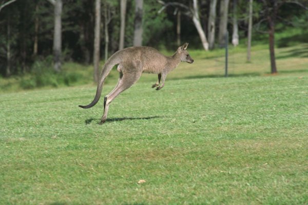 485001 Kangaroo In The Blue Mountains, NSW, Australia A4 Photo Print