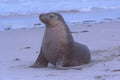 485002 Sea Lion On Kangaroo Island, Australia A4 Photo Print