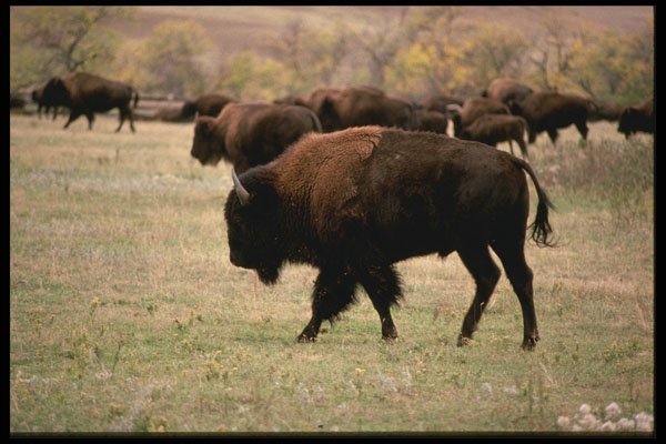 485004 Nearly 2000 Buffalo Are Corralled During Roundup A4 Photo Print