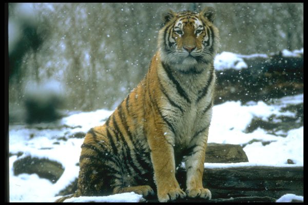 485005 Siberian Tiger In The Snow A4 Photo Print