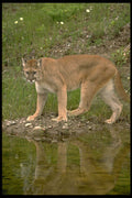 485006 Cougar A4 Photo Print