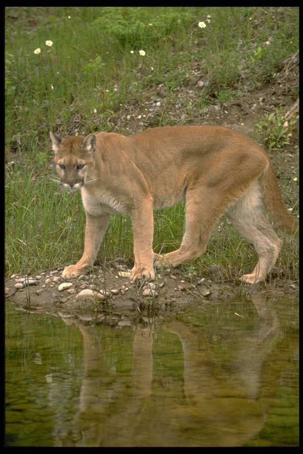 485006 Cougar A4 Photo Print