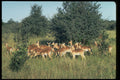 485008 Impala, Hwange Game Park, Zimbabwe A4 Photo Print