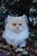 485010 Bicolor Kitten A4 Photo Print