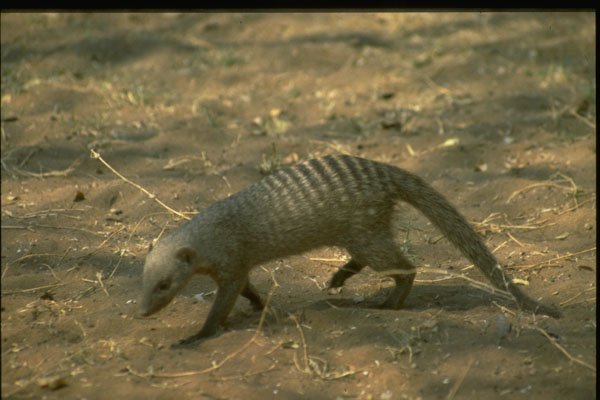 485011 Banded Mongoose, Africa A4 Photo Print