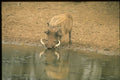 485012 Warthog, Africa A4 Photo Print