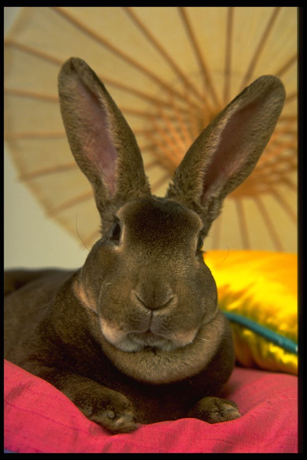 485014 Apricot Rex Rabbit (Freya) A4 Photo Print