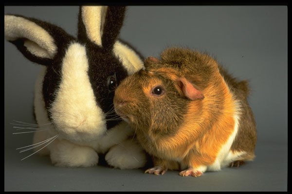 485015 Willow, Guinea Pig A4 Photo Print