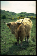 485016 Highland Cattle, Scotland A4 Photo Print