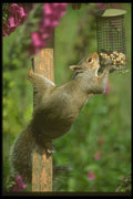 485017 Squirrel Eating Peanuts, Wales, Great Britain A4 Photo Print