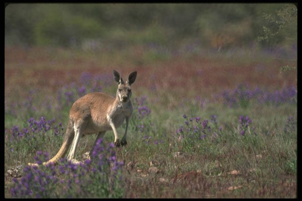 485018 A Red Kangaroo Grazing In The Sturt National Park, NSW A4 Photo Print