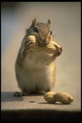 485019 Canadian Red Chipmunk Eating A Peanut A4 Photo Print