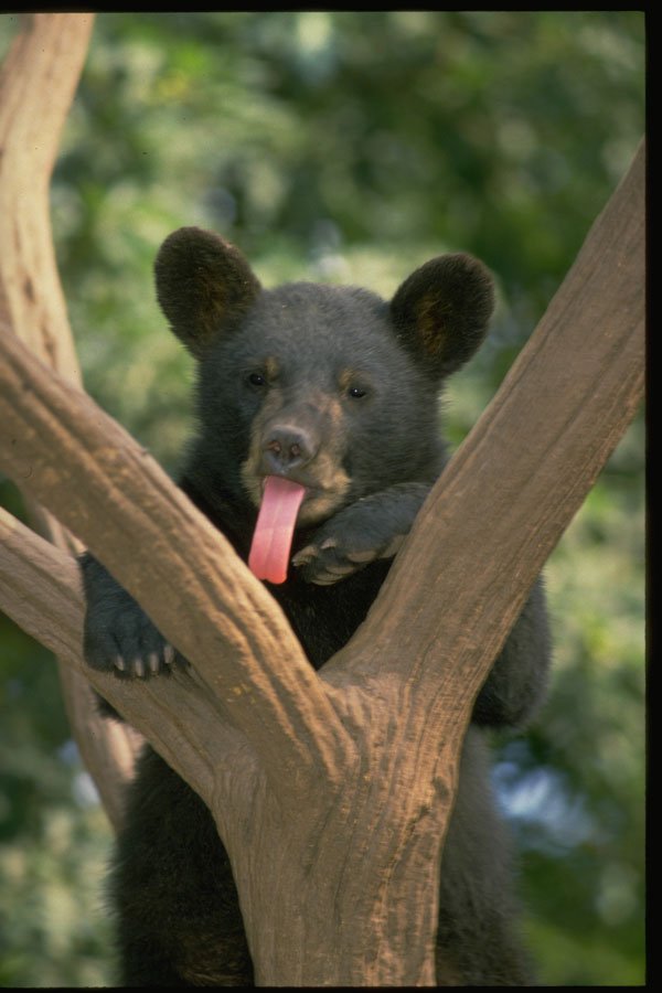 485020 Black Bear Cub A4 Photo Print