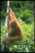 485021 Orangutan, Bukit Lawang Center, Sumatra, Asia A4 Photo Print