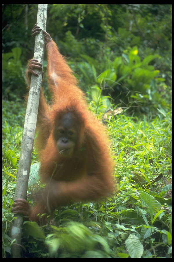 485021 Orangutan, Bukit Lawang Center, Sumatra, Asia A4 Photo Print