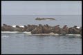 485023 Walruses Resting On An Iceberg Near Digges Islands A4 Photo Print