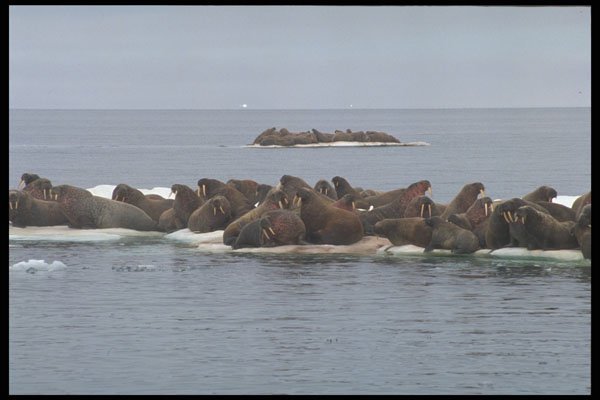 485023 Walruses Resting On An Iceberg Near Digges Islands A4 Photo Print