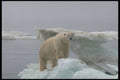 485024 A Polar Bear Drifting On An Iceberg A4 Photo Print