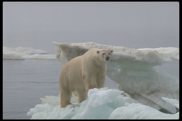 485024 A Polar Bear Drifting On An Iceberg A4 Photo Print