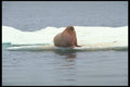 485025 A Solitary Walrus Resting Near Digges Islands A4 Photo Print