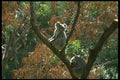 485026 Koala Bears In Tree, Australia A4 Photo Print