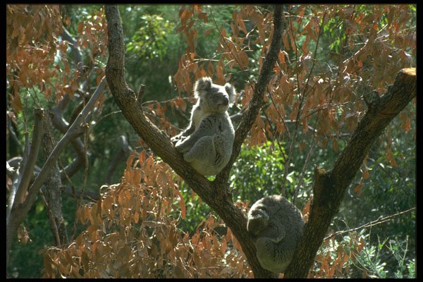 485026 Koala Bears In Tree, Australia A4 Photo Print