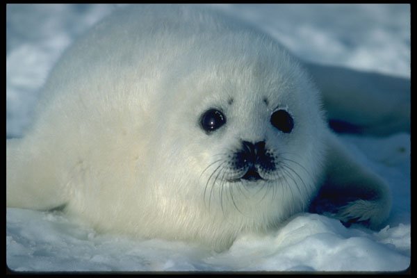 485028 Harp Seal Pups, Magdelen Island A4 Photo Print