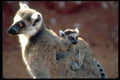 485029 A Young Lemur Hangs On To Mother, Madagascar A4 Photo Print
