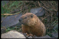 485030 Groundhog, Ottawa, Canada A4 Photo Print