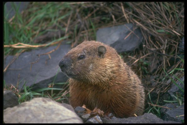 485030 Groundhog, Ottawa, Canada A4 Photo Print