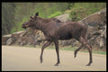 485031 Moose Crossing Highway In Algonquin Park, Ontario, Canada A4 Photo Print