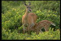 485032 Whitetail Doe Nurses Its Young Fawn, Galapagos Islands A4 Photo Print