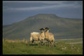 485033 Swalesdale Sheep With Ingleborough In The Background A4 Photo Print