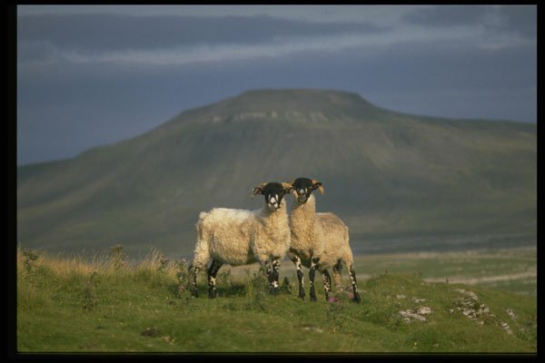 485033 Swalesdale Sheep With Ingleborough In The Background A4 Photo Print