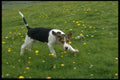 485034 An 11 week old Wensleydale Foxhound Pup A4 Photo Print