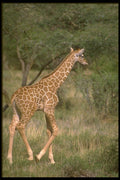485035 Reticulated Giraffe, Kenya A4 Photo Print