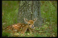 485036 Whitetail Fawn Resting By Tree A4 Photo Print