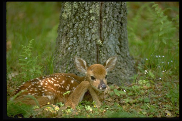 485036 Whitetail Fawn Resting By Tree A4 Photo Print