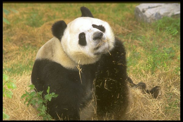 485037 Giant Panda A4 Photo Print