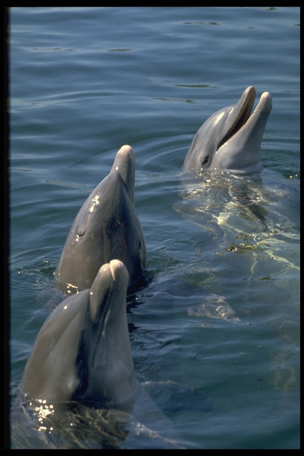 485038 Dolphins A4 Photo Print