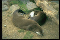 485039 Pair Of Otters, England A4 Photo Print